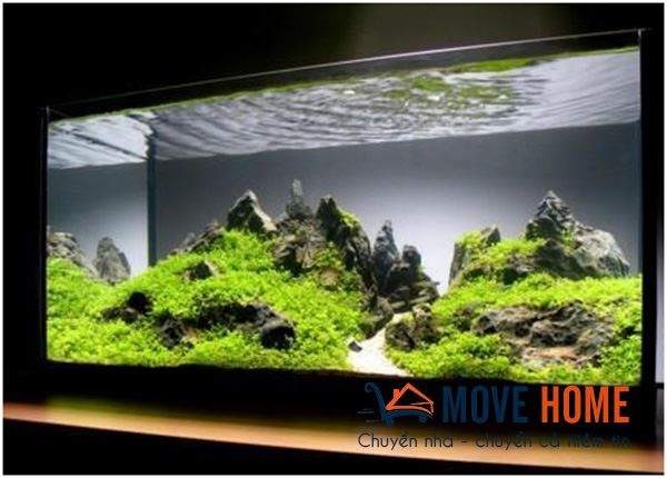 chuyển hồ cá cảnh an toàn - Khi chuyển nhà phải làm sao 2
